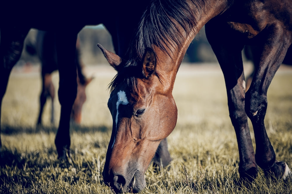 Decoding Horse Feed A Guide to Understanding Ingredient Labels and Ch