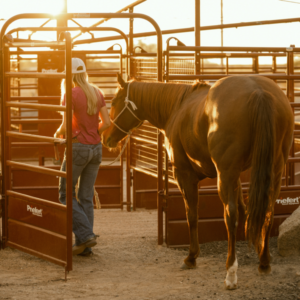 Maintaining Your Performance Horse